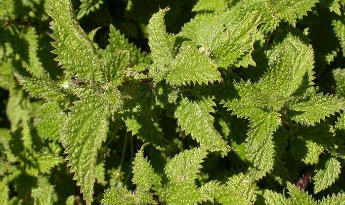 Nettle seed